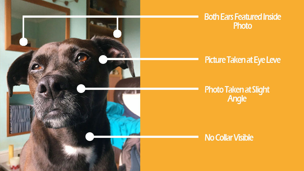 The Irishman - Your Pet Here: Custom Pet Painting